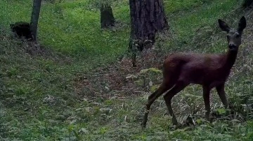 Ilgaz Dağı Milli Parkı'ndaki yaban hayatı fotokapanla görüntülendi