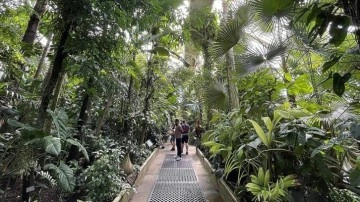 İngiltere'deki botanik bahçesi Kew Gardens'ın yarısı iklim değişikliği nedeniyle risk altı