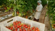 'Irak'ın domates ithalatını kısıtlaması'na ilişkin açıklama
