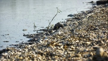 Irak'ta nehirdeki su seviyesinin düşmesiyle "oksijensiz kalan" binlerce balık telef o