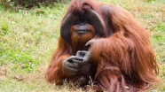 İşaret dilini kullanabilen orangutan Chantek hayata veda etti