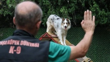 İşitme engelli köpek "Modlie" işaret komutlarıyla hareket ediyor