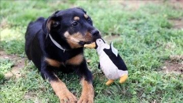 İşkence edilip damdan atılan köpek yavrusu tedavisinin ardından 'emin ellerde'