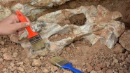 İskoçya'da karadaki ilk dört bacaklı omurgalı fosilleri bulundu
