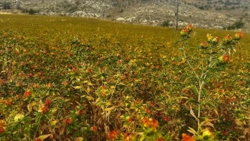 Isparta'da atıl tarım arazileri aspir üretimiyle tarıma kazandırılıyor