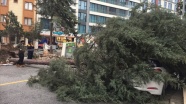 İstanbul&#039;da fırtına ağaç devirdi