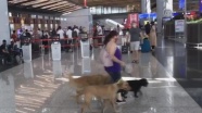 İstanbul Havalimanı&#039;nda ücretsiz evcil hayvan odası 24 saat hizmet veriyor