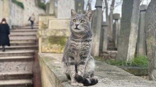 İstanbul'un daimi sakinleri "sokak kedileri"