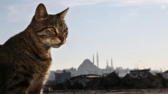 İstanbul yüz binlerce kediye ev sahipliği yapıyor