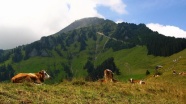 İsviçre'de inekleri silahla tehdide 50 bin lira ceza