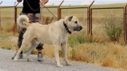 İtalya'da kurt saldırılarına karşı Kangal köpeği önerisi