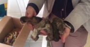 İtfaiyeden yeni doğmuş kedi operasyonu