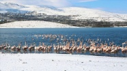 İvriz Baraj Gölü'nde 12 flamingo öldü