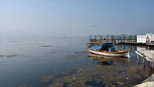 İzmir Körfezi'nde yosunlar yeşil örtü oluşturdu