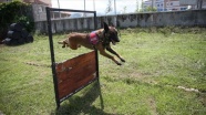 Jandarma köpekleri &#039;Tonya&#039; ve &#039;Barut&#039; suçlulara göz açtırmıyor