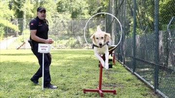 Jandarmanın dedektör köpekleri eğitimlerle göreve hazırlanıyor