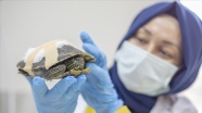 Kabuğu kırılan kaplumbağa 'Tosbik' doğaya dönmek için gün sayıyor