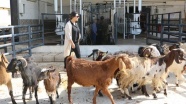 Kadın girişimci hibe desteğiyle keçi çiftliği kurdu