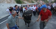 Kafkasör Festivali boğalar eşliğinde yürüyüşle başladı