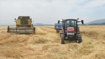 Kahramanmaraş'ta arpa ve buğday hasadı başladı