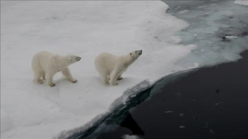 Kanadalı araştırmacılar, kutup ayılarının takibini kolaylaştıracak 3 yeni cihaz geliştirdi