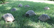Kaplumbağalar parkı mesken tuttu