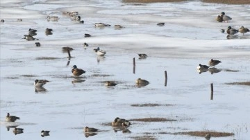 Kar sularının oluşturduğu göletler göçmen kuşlarla şenlendi