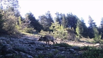 Karabük'te yaban hayatı fotokapanla görüntülendi