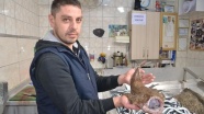 Karadeniz'de ağlara fener balığı takıldı