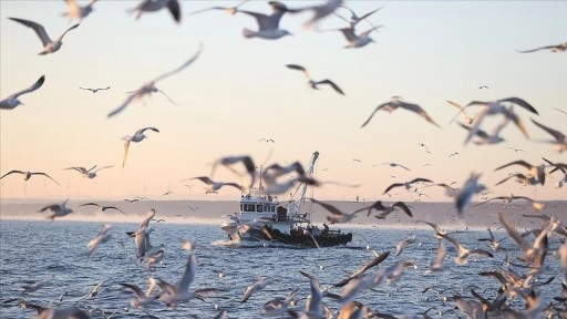 Karadeniz'de balıkçı teknelerine eşlik eden martıların yiyecek bulma telaşı böyle görüntülendi