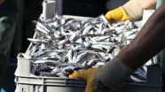 Karadeniz&#039;de hamsi bolluğu balıkçıları sevindirdi