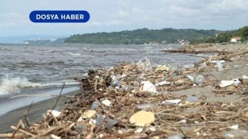 Karadeniz'deki canlı hayatı kirlilik, avcılık ve yabancı türlerin baskısı altında