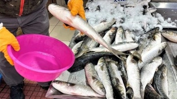Karadeniz'deki kötü hava şartları balıkçılığı olumsuz etkiledi