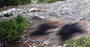 Karaman’da yıldırım düşmesi sonucu 15 keçi telef oldu