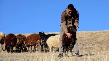Karın yağmadığı Kars'ta çobanlar sürüleri meralarda otlatmaya devam ediyor