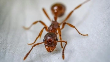 Karıncalar, yuvada uyluk kemiğinden yaralananları tedavi etmek için ampütasyon uyguluyor