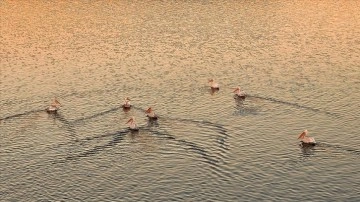 Kars Barajı pelikanları ağırlıyor