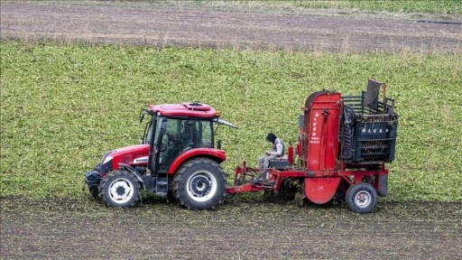 Kars'ta çiftçiler kar bastırmadan pancarları toplamak için zamanla yarışıyor