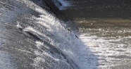 Kars&#039;ta tatlı su kefallerinin zorlu göçü başladı