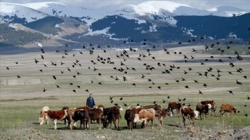 Kars'ta hayvanlar meralarda otlatılmaya başlandı