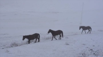 Kars'ta kışın doğaya salınan atlar karlı arazide yaşama savaşı veriyor