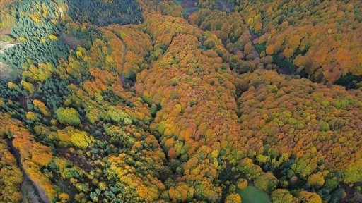 Kastamonu ormanlarında sonbaharın renkleri hakim