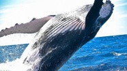 Katil balinaların karakterleri insanlar ve şempanzelerle benzer