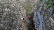 Kayalıklarda mahsur kalan keçiyi AKUT kurtardı