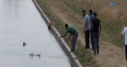 Kayıp Suriyeli'yi arayan vatandaşlar tavuğu kurtardı