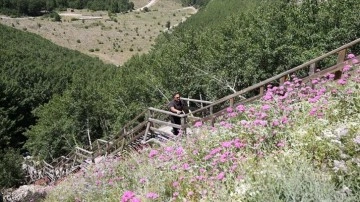 Kayseri'de Ortaseki Ormanları ziyaretçilerini bekliyor
