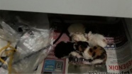 Kedi girdiği iş yerinin çekmecesinde yavruladı