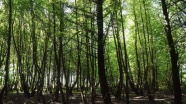 'Kesin korunacak hassas alan' ilan edilen Sığla Ormanları şifa kaynağı