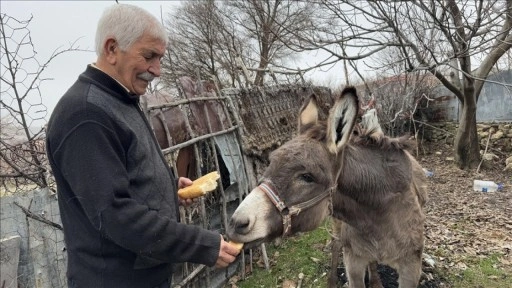 Kırsala terk edilen "Minik" adını verdiği eşeğe 21 yıldır şefkatle bakıyor