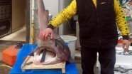 Kocaeli'de 3 metrelik camgöz köpek balığı yakalandı
